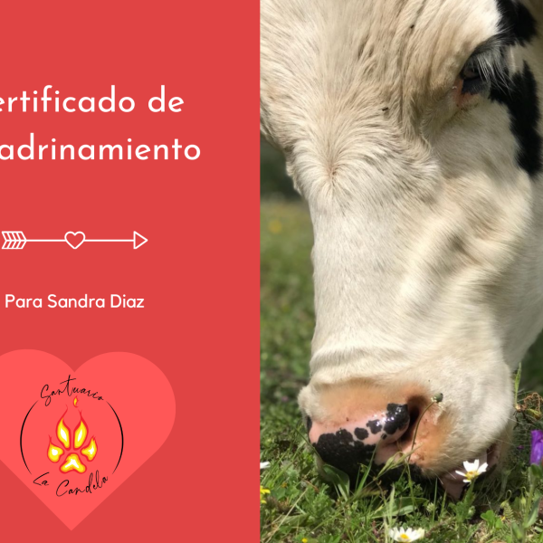 Certificado de Amadrinamiento San Valentín